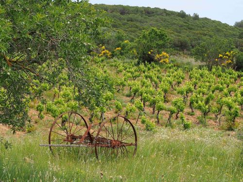 landscape vine nature