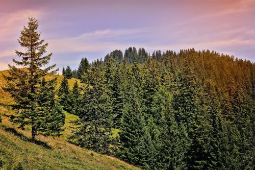 landscape trees conifers