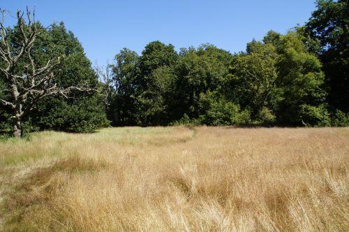 landscape nature grass