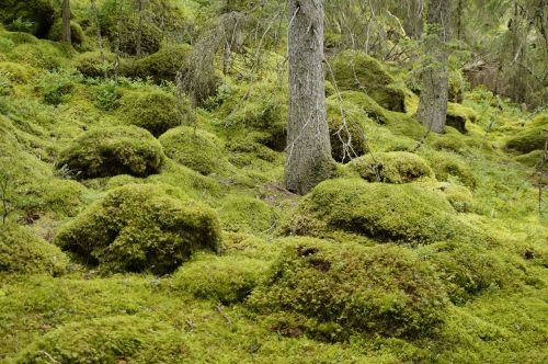 landscape vegetation sweden