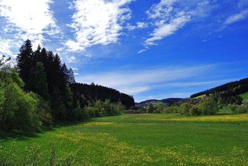 landscape meadow summer