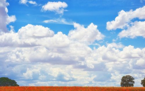 landscape poppy clouds