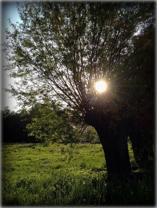 landscape poland tree