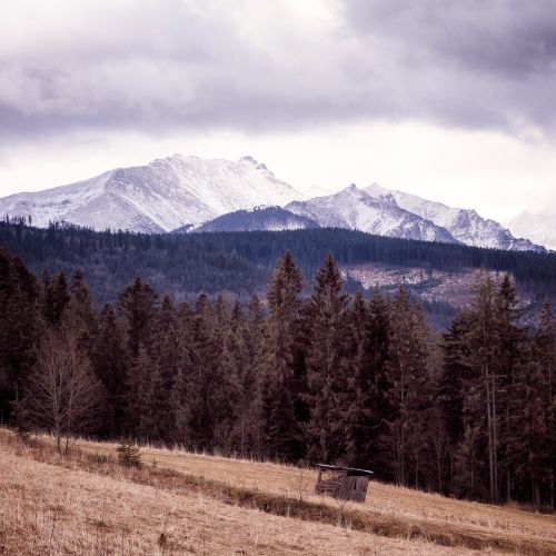 landscape mountains trees