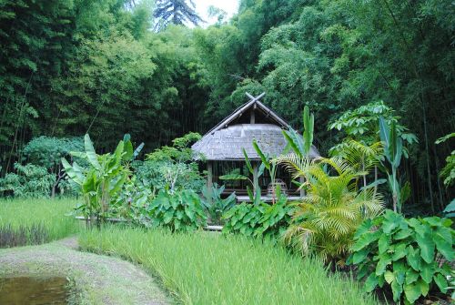 landscape nature tropical vegetation