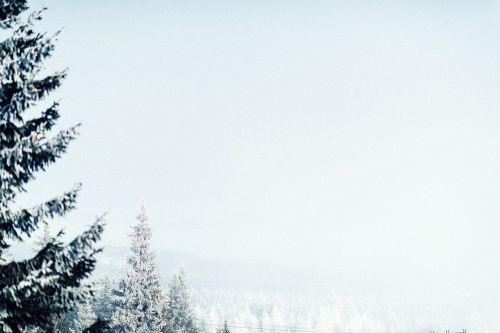 landscape trees sky