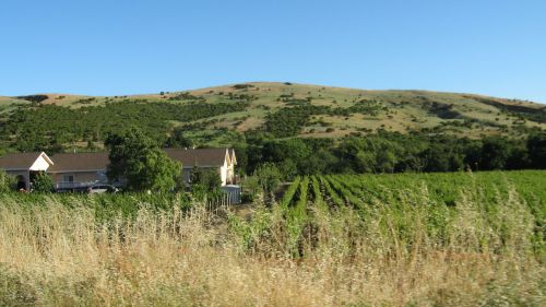 landscape vineyards napa