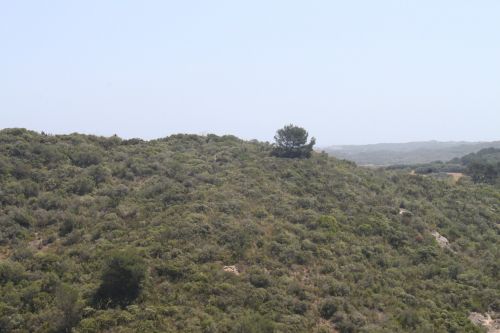 landscape field vegetation