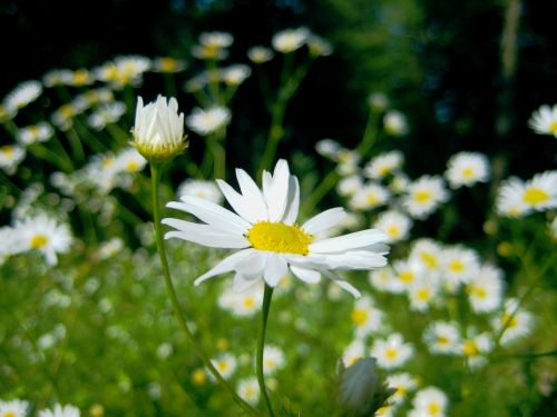 landscape flowers chamomile