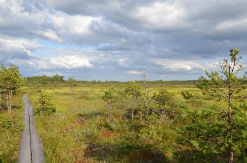 landscape swamp wetland