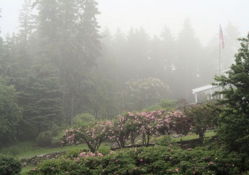 Landscape In Front Of House