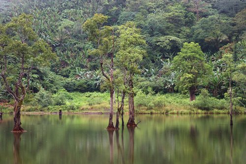 landscape jungle  vacation  travel