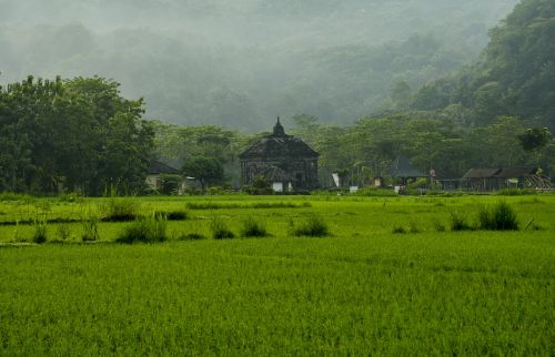 landscape nature banyunibo temple temple heritage temple history rice