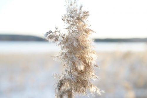 landscape photo winter hay