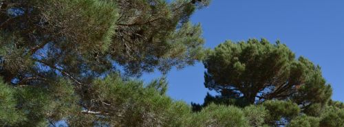 Landscape Trees Sky Nature Backdrop