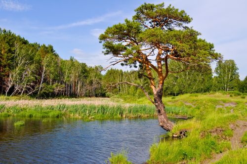 Landscape With Pine Tree And Lake