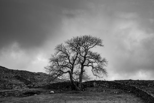 Landscape, Yorkshire Dales