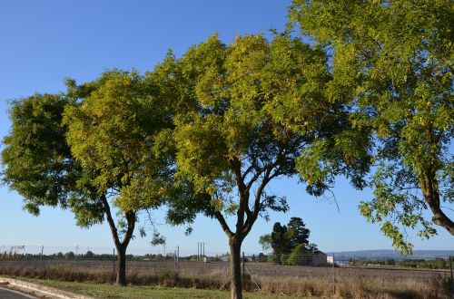 landscapes trees forest