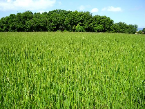 landscapes green field agriculture