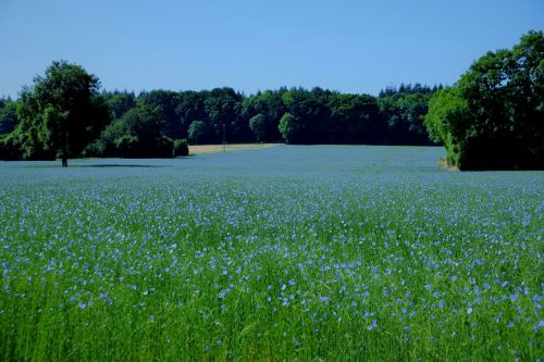 landscapes field spring