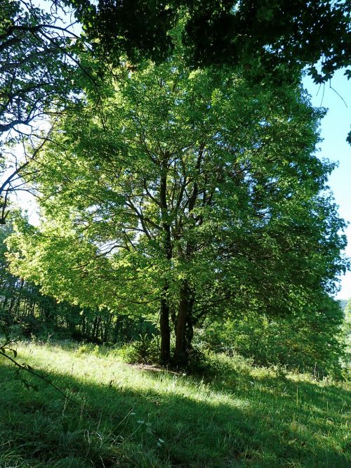 landscapes trees nature