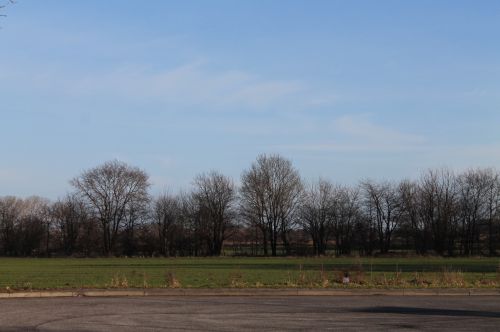 Landscape Forest Trees