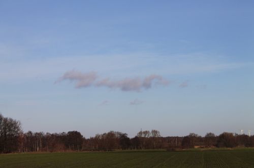 Landscape Forest Trees