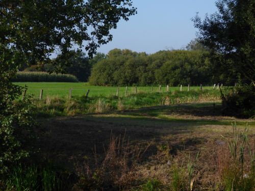 Landscape Forest Trees