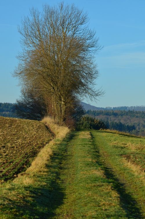 lane field meadow