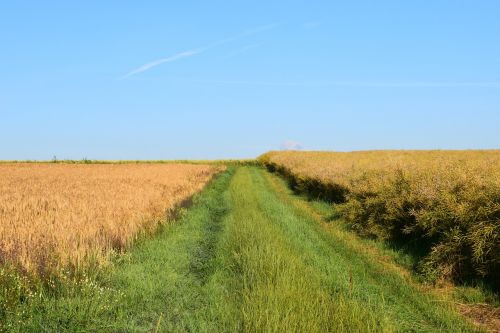 lane agriculture cereal fields