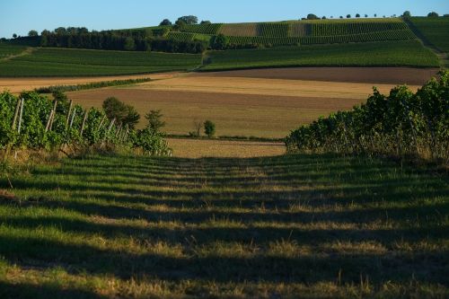 lane landscape nature