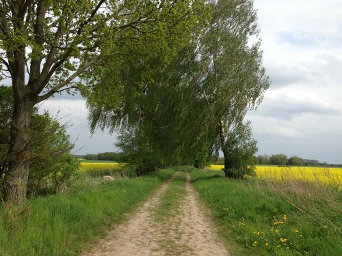 lane trees birch