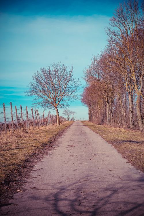 lane vineyard landscape