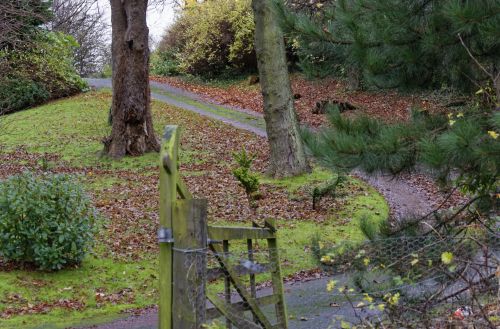 Lane Through Woodland