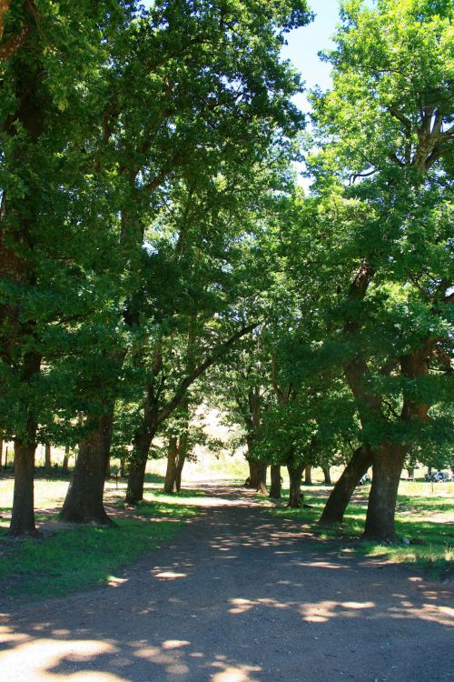 Lane With Trees