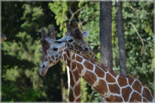Long Neck Giraffe 6