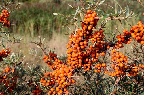 langeoog  sea buckthorn  plant