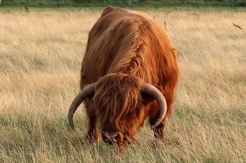 langeoog  animal  high country bull