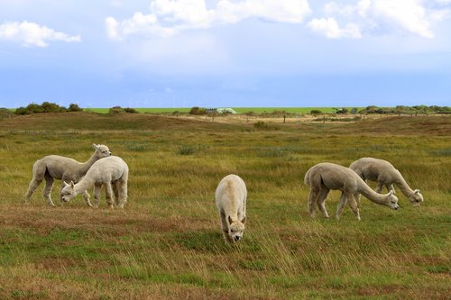 langeoog  island  east frisia