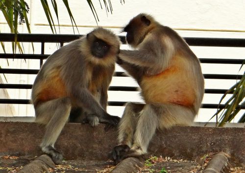 langur monkey animal