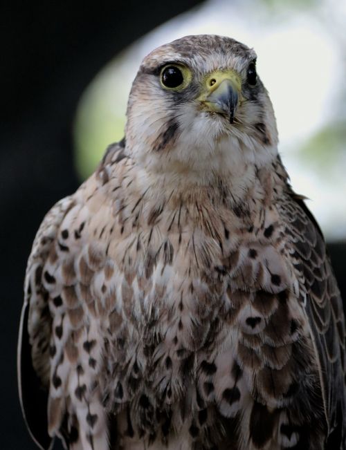 lanner falcon bird