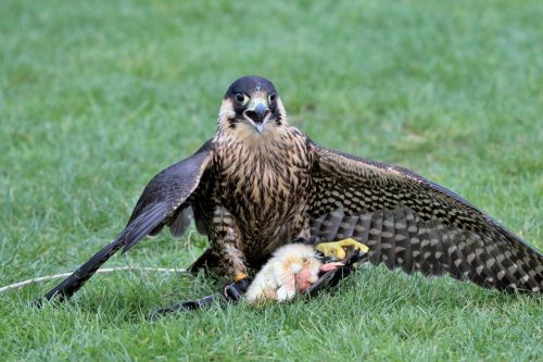 falcon bird beak