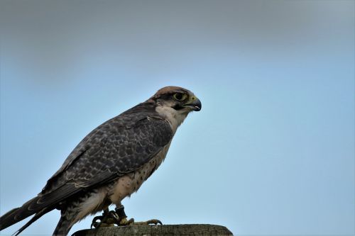 lanner falcon bird of prey falcon