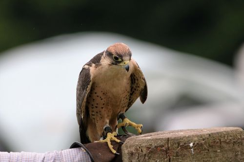 lanner falcon falcon bird