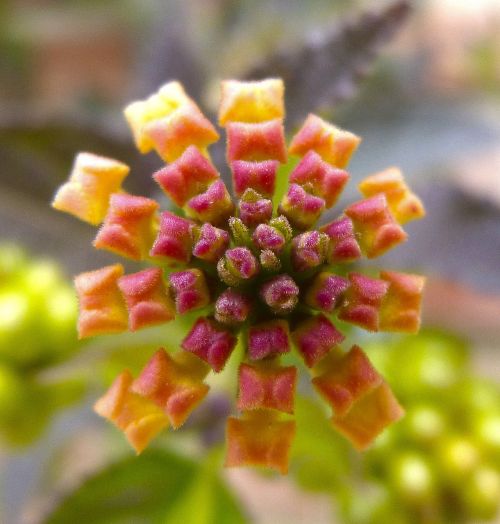 lantana flower explosion