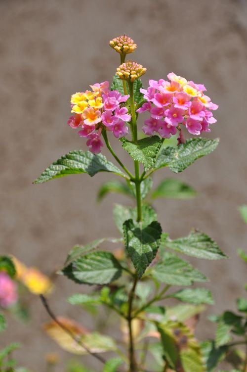 lantana flowers pink