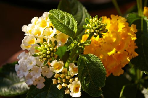 lantana yellow flowers flowers