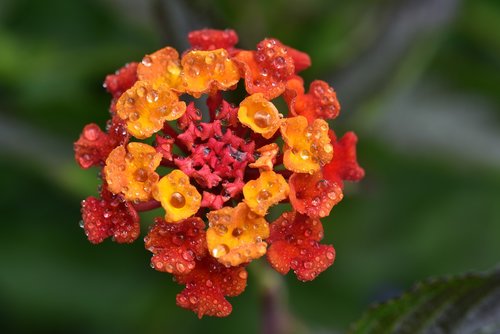 lantana  blossom  bloom