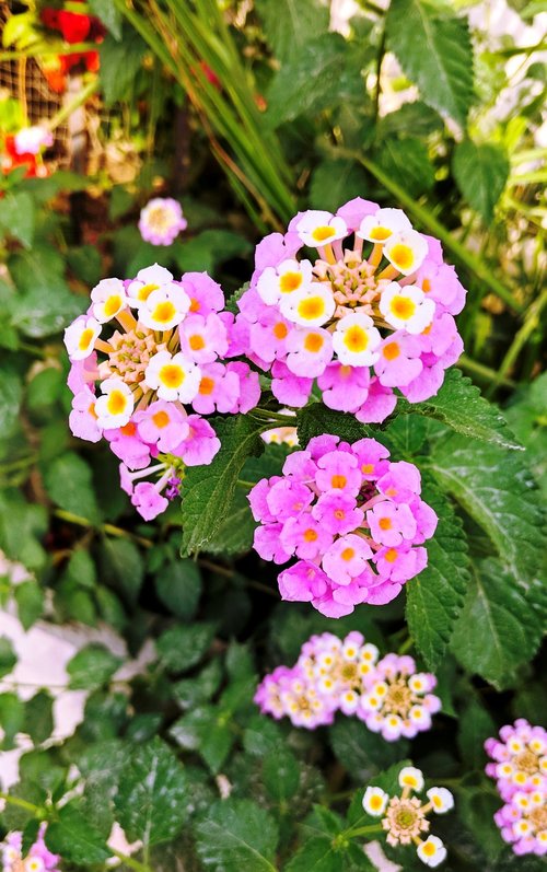 lantana  camara  nature