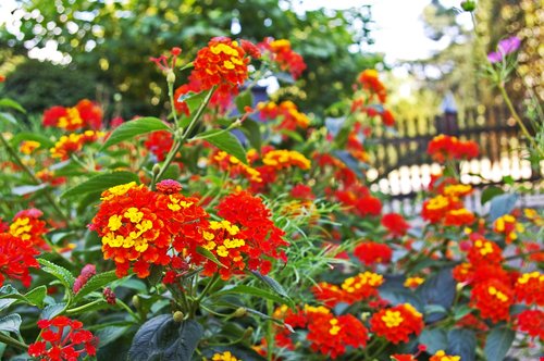 lantana  summer flower  plant